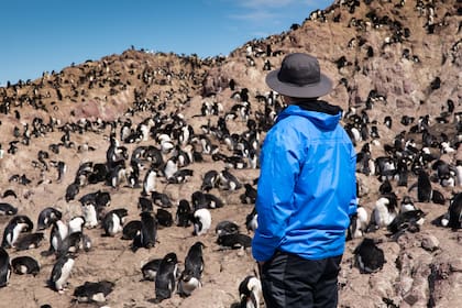 Entre septiembre y principios de abril es la época en que los pingüinos se reproducen y cambian sus plumas