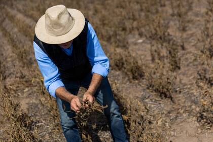 Entre soja, maíz y trigo la sequía provocó un derrumbe de 50 millones de toneladas