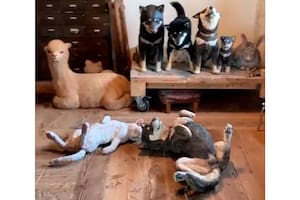Desafío viral: ¿dónde está el perro escondido entre las estatuas?