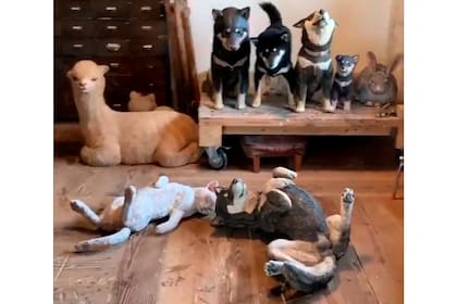 Entre todas estas mascotas solo una es verdadera. ¿Cuál es?