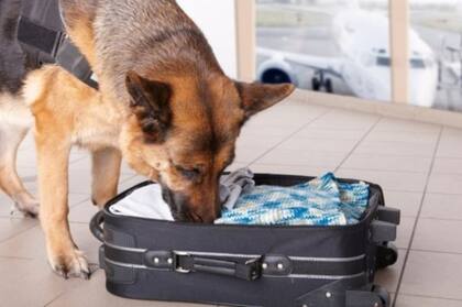 Entrenar a los perros para detectar explosivos es una tarea que requiere tiempo y dinero