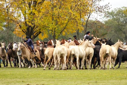Entrevero de tropillas revive en San Antonio de Areco como símbolo de la cultura gaucha