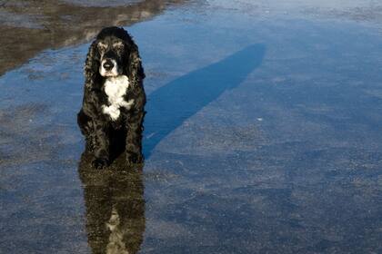 Entró en vigor una ley en Florida que implementa penas más severas por abandono de los perros