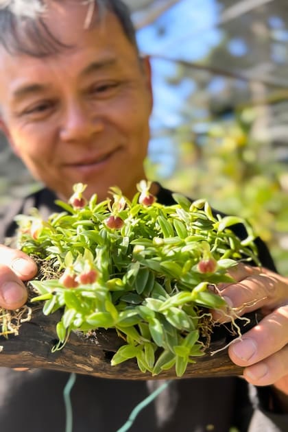 Epidendrum porpax, de unos 10 años y con flores pequeñas pero muy sedosas.