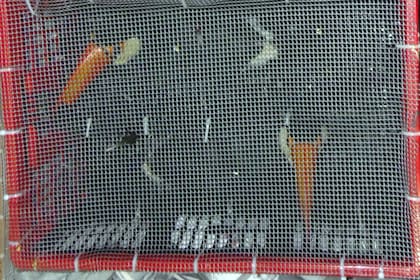 Los tucanes que dos ciudadanos españoles intentaron llevar de contrabando a España