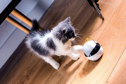 Equipado con una cámara y Wi-Fi, el dispositivo Ebo permite mantener entretenido a un felino mediante movimientos autónomos y diversos estímulos visuales y sonoros