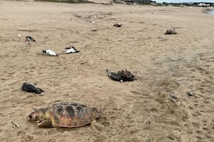 Hallan 5000 animales muertos en las costas de Uruguay, desde pingüinos hasta lobos marinos y delfines