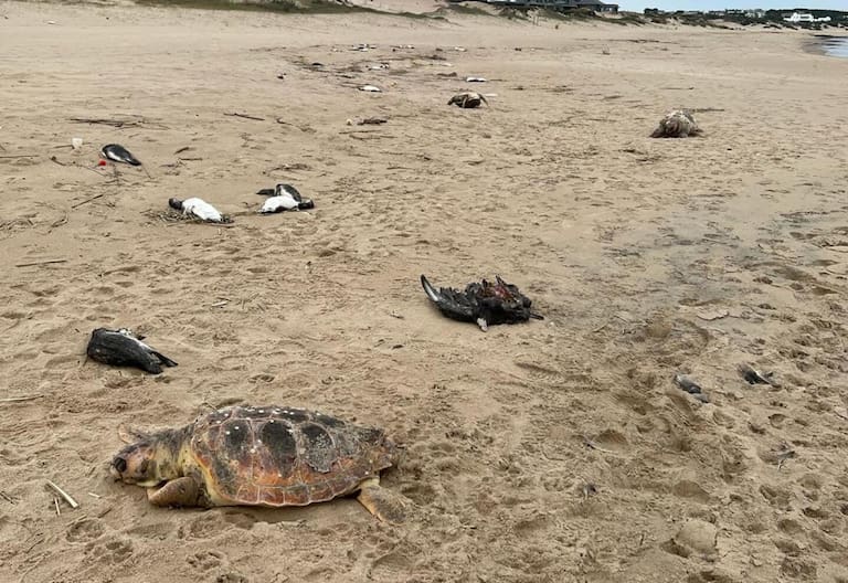 Hallan 5000 animales muertos en las costas de Uruguay: pingüinos, tortugas, lobos marinos y hasta delfines