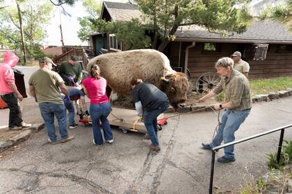 Equipo del Museo de Denver colabora en el traslado del bisonte perdido hace décadas (DMNS/Rick Wicker)