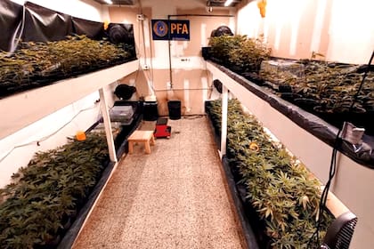 Era en galpón donde se había montado el “indoor” para cultivar las plantas de cannabis
