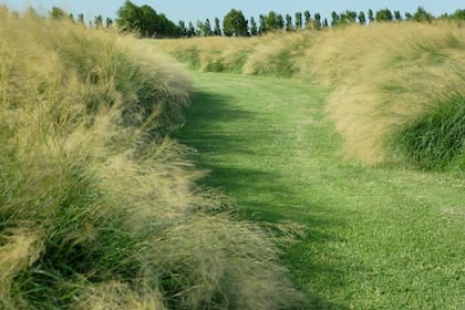 Eragrostis curvula (pasto llorón). Esta especie es una gramínea perenne de fácil cultivo. Puede llegar a ser muy invasiva si no se la controla. Se utiliza para fijar suelos; resiste las bajas temperaturas.