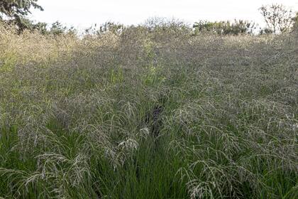 Eragrostis curvula, protagonista de un escenario otoñal lleno de poesía y belleza