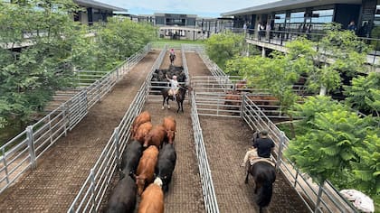 Erias destacó que el Mercado Agroganadero (MAG) no mostró un ingreso elevado de animales y que esta dinámica debería reflejarse en el indicador oficial con una desaceleración del rubro carne