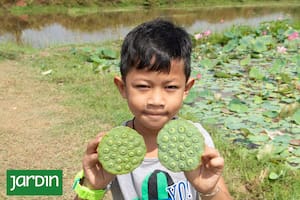 La flor sagrada que se cultiva como alimento y medicina en Camboya