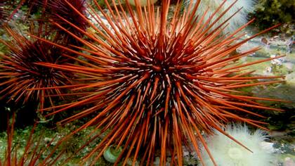 Erizo rojo, el principal objeto de las inmersiones