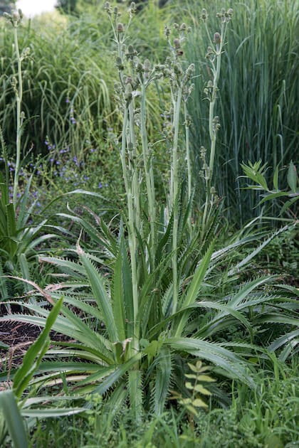 Eryngium agavifolium. En verano produce, desde la roseta, un tallo de entre 60 y 120 cm de alto, con racimos de inflorescencias en forma de dedal, que llevan numerosas flores blancas, atractivas para polinizadores.