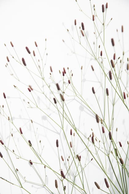 Eryngium ebracteatum, con sus inflorescencias finas y alargadas