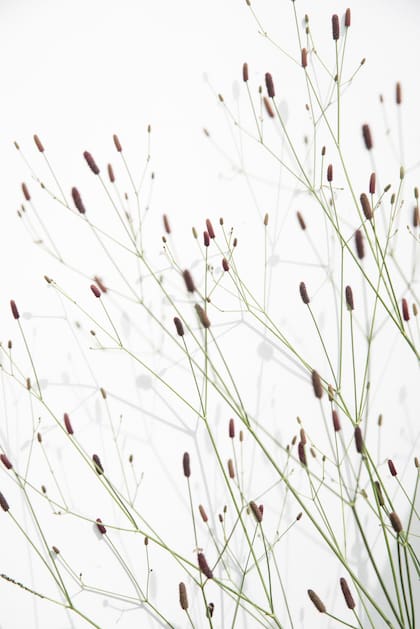 Eryngium ebracteatum. Las flores de Eryngium son ricas en néctar y polen, lo que multiplica la visita de abejas y otros polinizadores