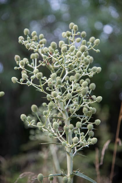 Eryngium eburneum. Las hojas, de borde espinoso, retienen agua en sus axilas, que funcionan como albergue de varias especies de animales, entre ellos, la ranita del zarzal.