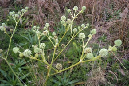 Eryngium eburneum, porte robusto y floración prolongada