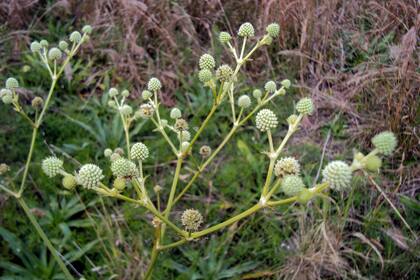Eryngium eburneum. Tiene capítulos esféricos, algo ovoides, que se abren radialmente desde tallos compuestos, con numerosas flores de color blanco verdoso.