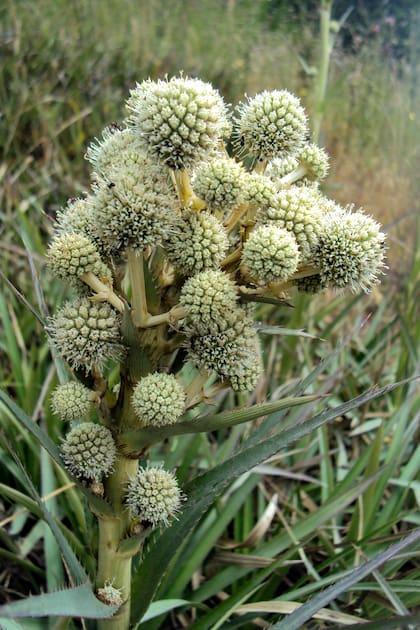 Eryngium paniculatum. El follaje de los Eryngium es utilizado como hábitat de algunas aves. Muchas de ellas, además, han sido utilizadas con fines terapéuticos por poblaciones originarias.