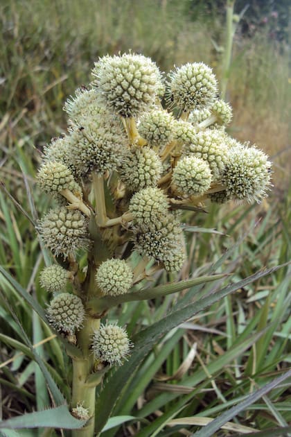 Eryngium paniculatum se desarrolla en condiciones adversas y suelos degradados