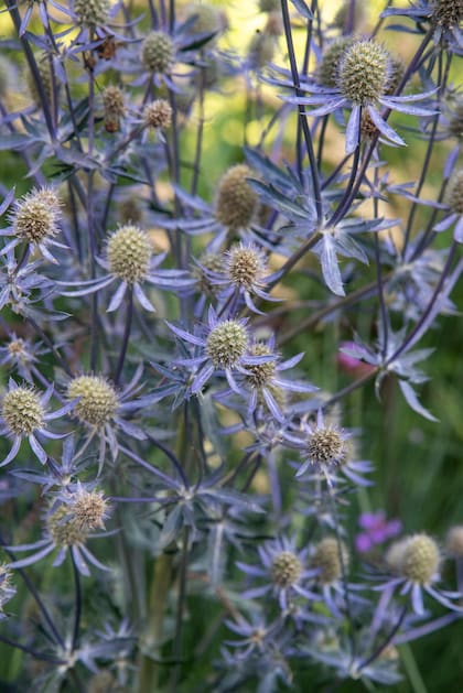 Eryngium planum. Cada cabezuela es una umbela ovalada repleta de pequeñas flores, sin tallo, con un collar estrecho y puntiagudo de brácteas espinosas de color verde azulado en su base.
