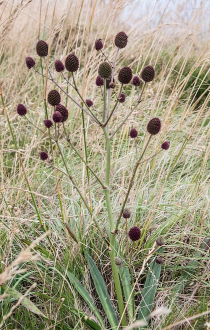 Eryngium sanguisorba, color llamativo y estructura firme aún cuando está seco