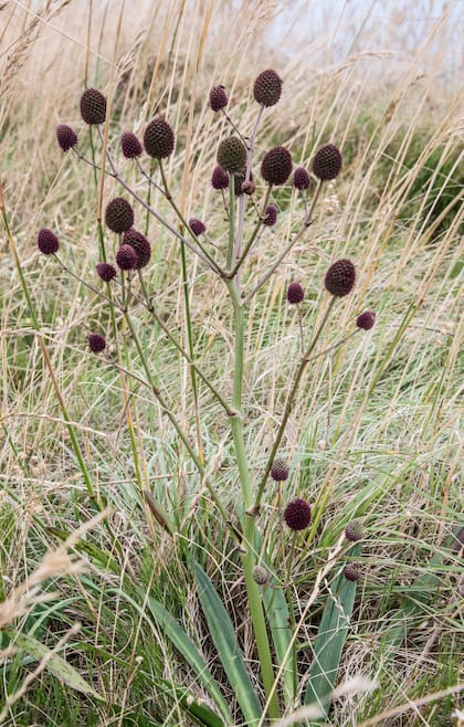 Eryngium sanguisorba. La morfología de los Eryngium les permite retener gran cantidad de agua en sus hojas basales, donde a veces aparecen ninfas y larvas de insectos.