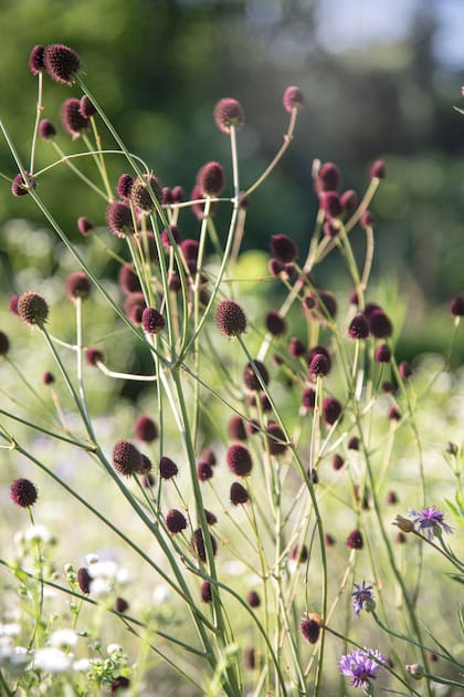 Eryngium sanguisorba, una especie clave para cualquier jardín de estilo silvestre