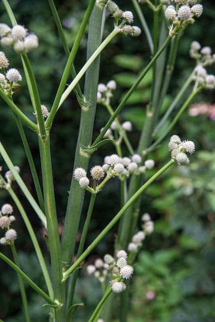 Eryngium yuccifolium. Cada tallo lleva de 10 a 40 inflorescencias y cada una es un capítulo ovoide, compuesto por una multitud de diminutas flores blanquecinas, cada una rodeada de pequeñas brácteas verdes y espinosas.