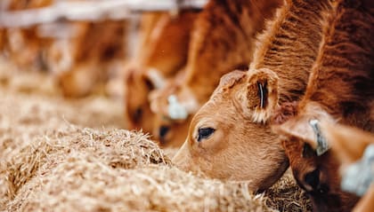 Es aconsejable incorporar más fibra y bajar el tenor energético de la ración