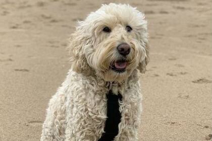 Es "el perro perfecto", dice Martha sobre Barney