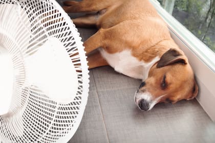 Es clave asegurarse de que los ambientes cerrados estén ventilados y cuenten con opciones como ventiladores de piso para los cuadrúpedos