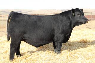 Todos los pasos para acertar en la compra de toros para un rodeo de cría