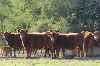 Naturaleza humana, la ganadería y otras cuestiones