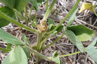 Claves para tomar las mejores decisiones agronómicas en el resto de la campaña