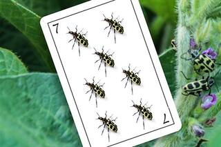 Alerta Siete de Oro: una jugada para ganarle de mano al insecto