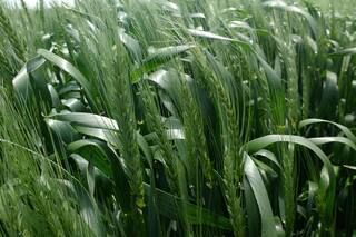 Trigo: la resistencia de los hongos, un tema clave para la nueva campaña