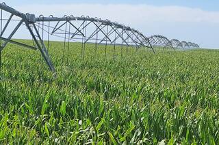 Sobre el Plan Federal Agroindustrial: su falla genética y la posibilidad de aplicarle Crispr