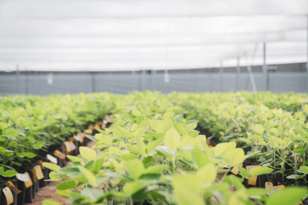 Os segredos para produzir mais depois do trigo