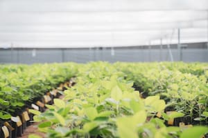 Las claves para producir más después del trigo