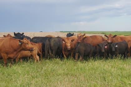 Es clave una buena alimentación