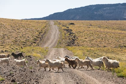Es común cruzarse en la ruta con piños de chivos y crianceros. La trashumancia es muy propia del norte neuquino desde tiempos ancestrales.