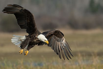 Es común que las águilas naden con sus presas marinas hasta la orilla del agua