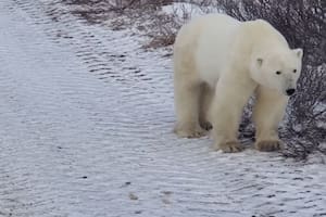 Un oso polar mató a una mujer y un chico en un pueblo de Alaska