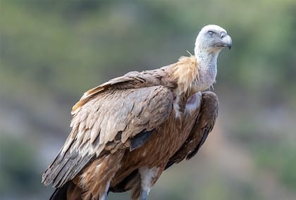 Es conocida por ser una de las aves más peligrosas del planeta