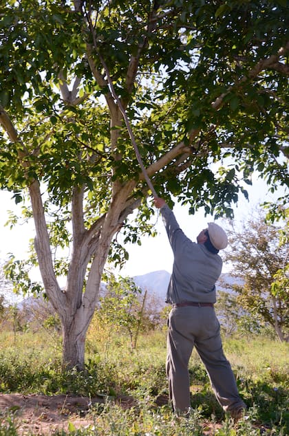 Es conveniente podar regularmente la copa del nogal para favorecer la entrada de luz a todo el árbol