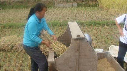 Es creciente la participación de las mujeres en el campo chino